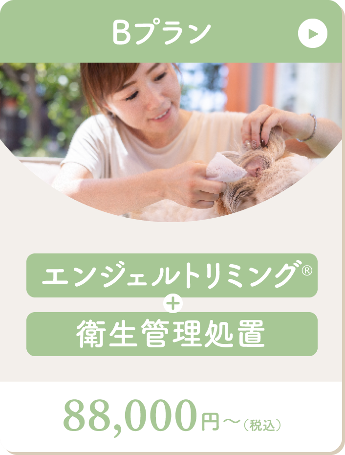 Bプランはトリミングと衛生管理処置