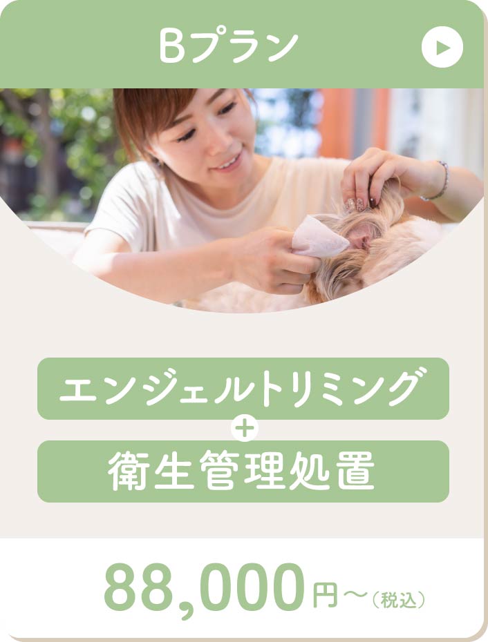 Bプランはトリミングと衛生管理処置