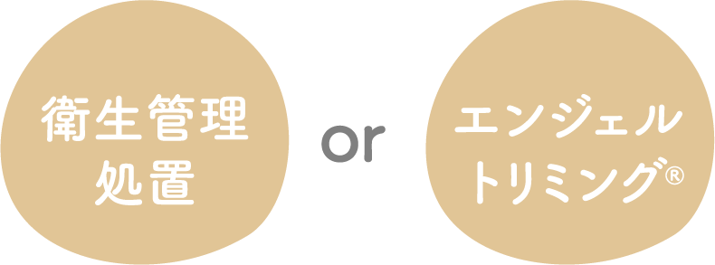 Dプラン