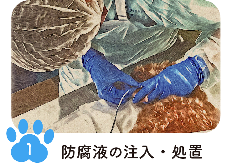 手順1 防腐液の注入・処置