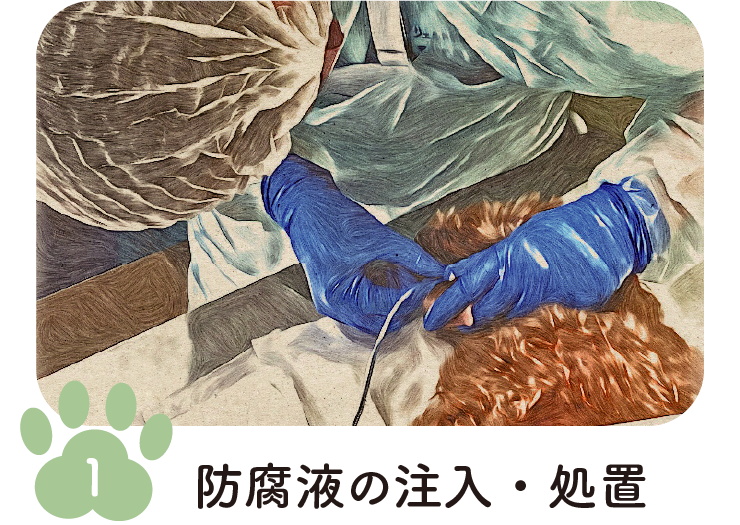 手順1 防腐液の注入・処置