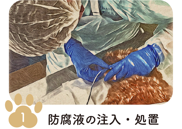 手順1 防腐液の注入・処置