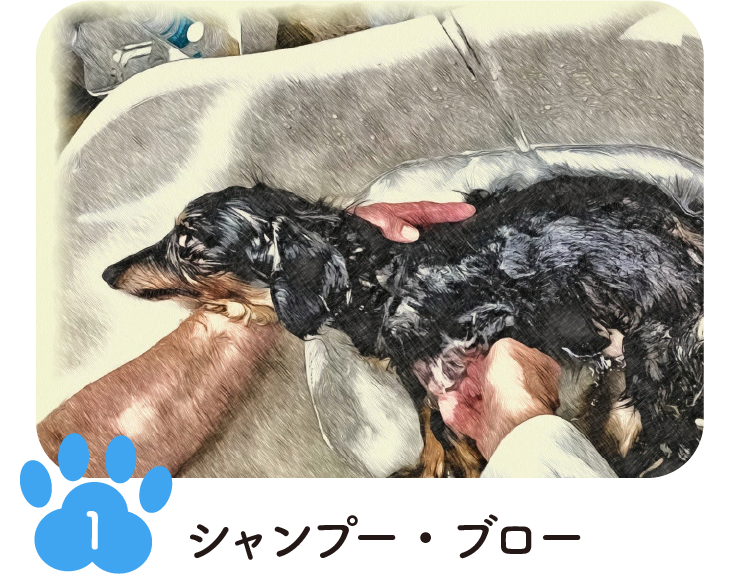 手順1 シャンプー・ブロー