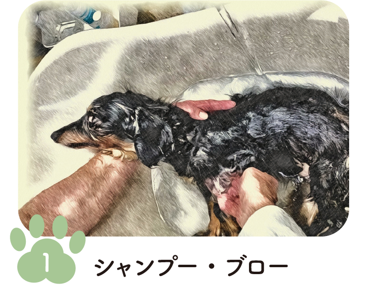 手順1 シャンプー・ブロー
