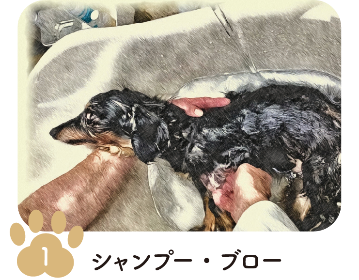 手順1 シャンプー・ブロー