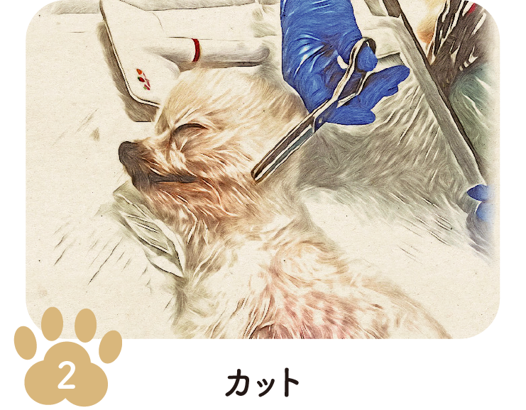 手順2 カット